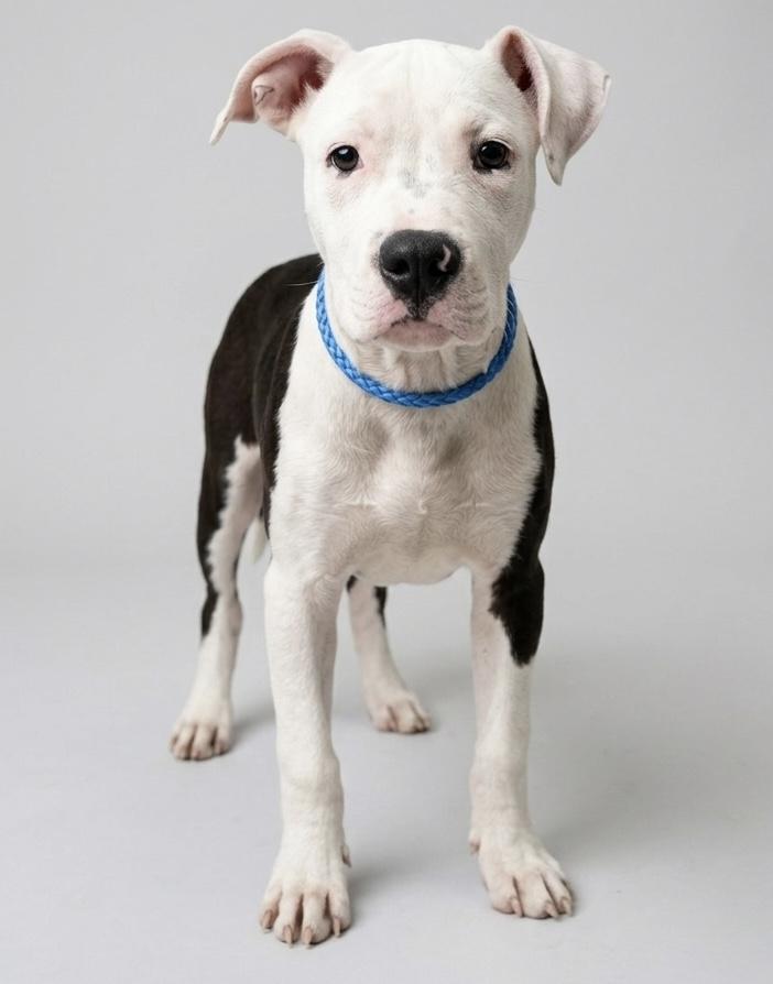 Enlarge Pooh Shiesty, a ADOPTABLE mixed breed in Deltona, FL image 3/5