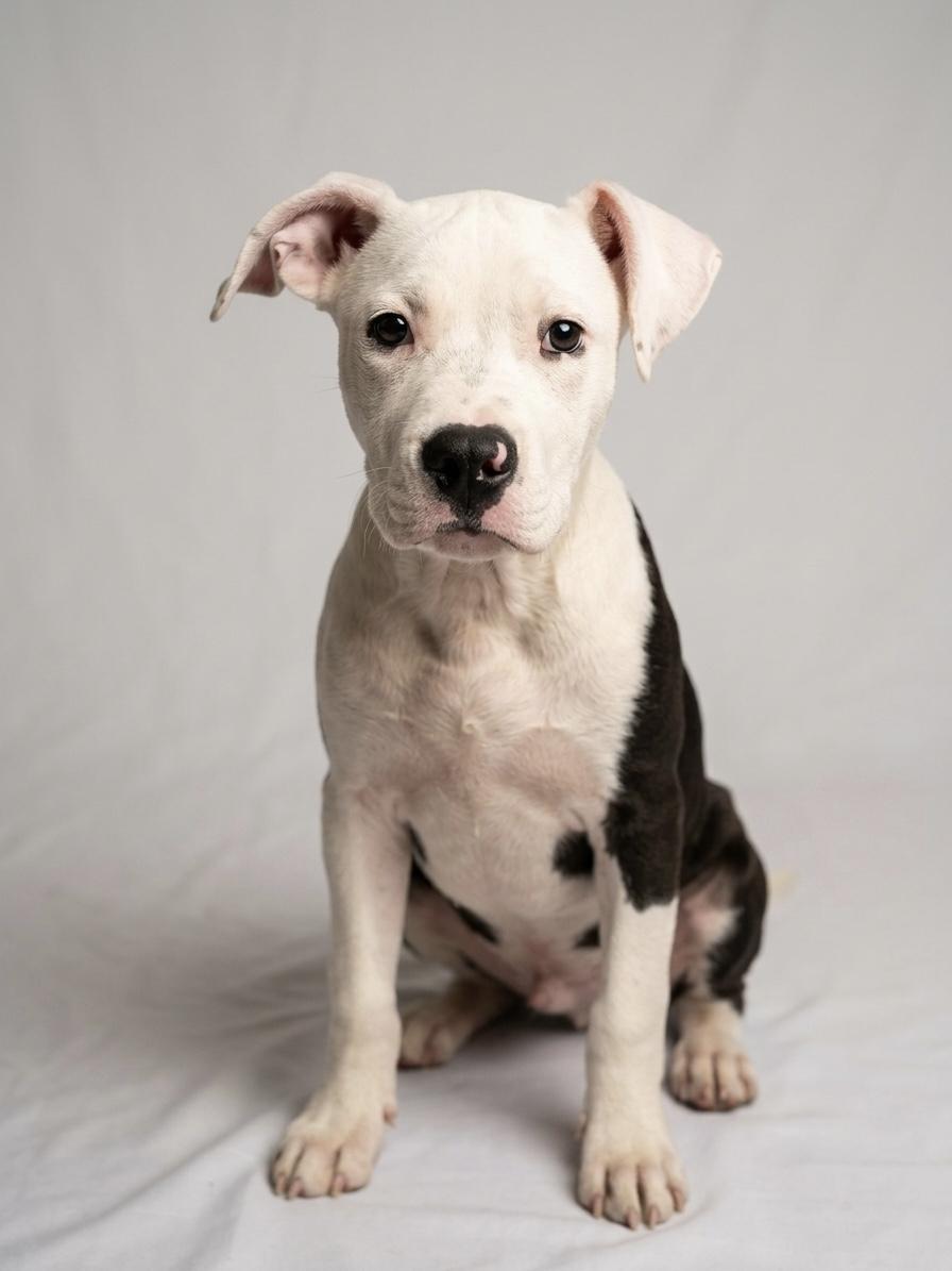 Enlarge Pooh Shiesty, a ADOPTABLE mixed breed in Deltona, FL image 5/5