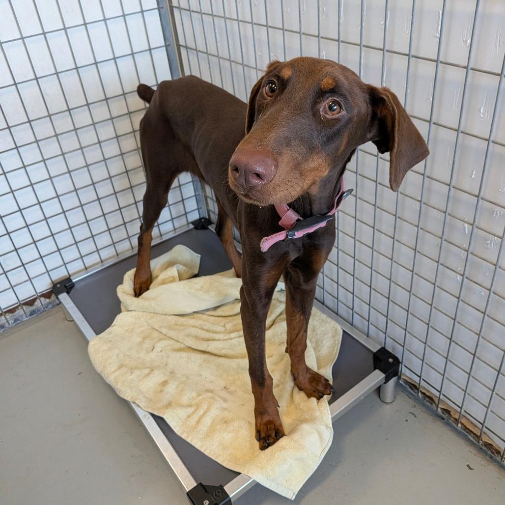 Valkyrie, Adoptable, Adult Female Doberman Pinscher.