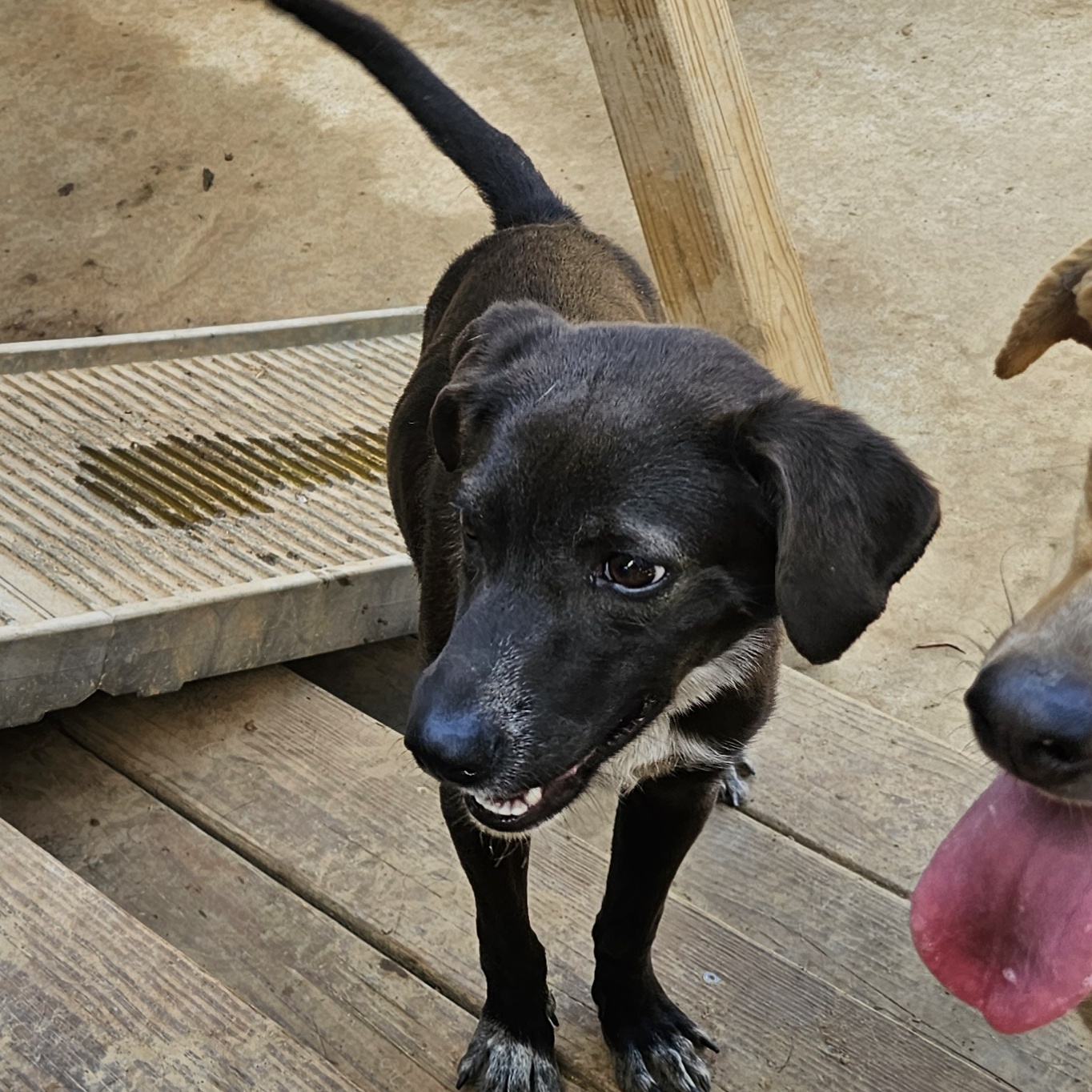 Enlarge Emily, a Adoptable Black Labrador Retriever in Athens, AL image 3/3