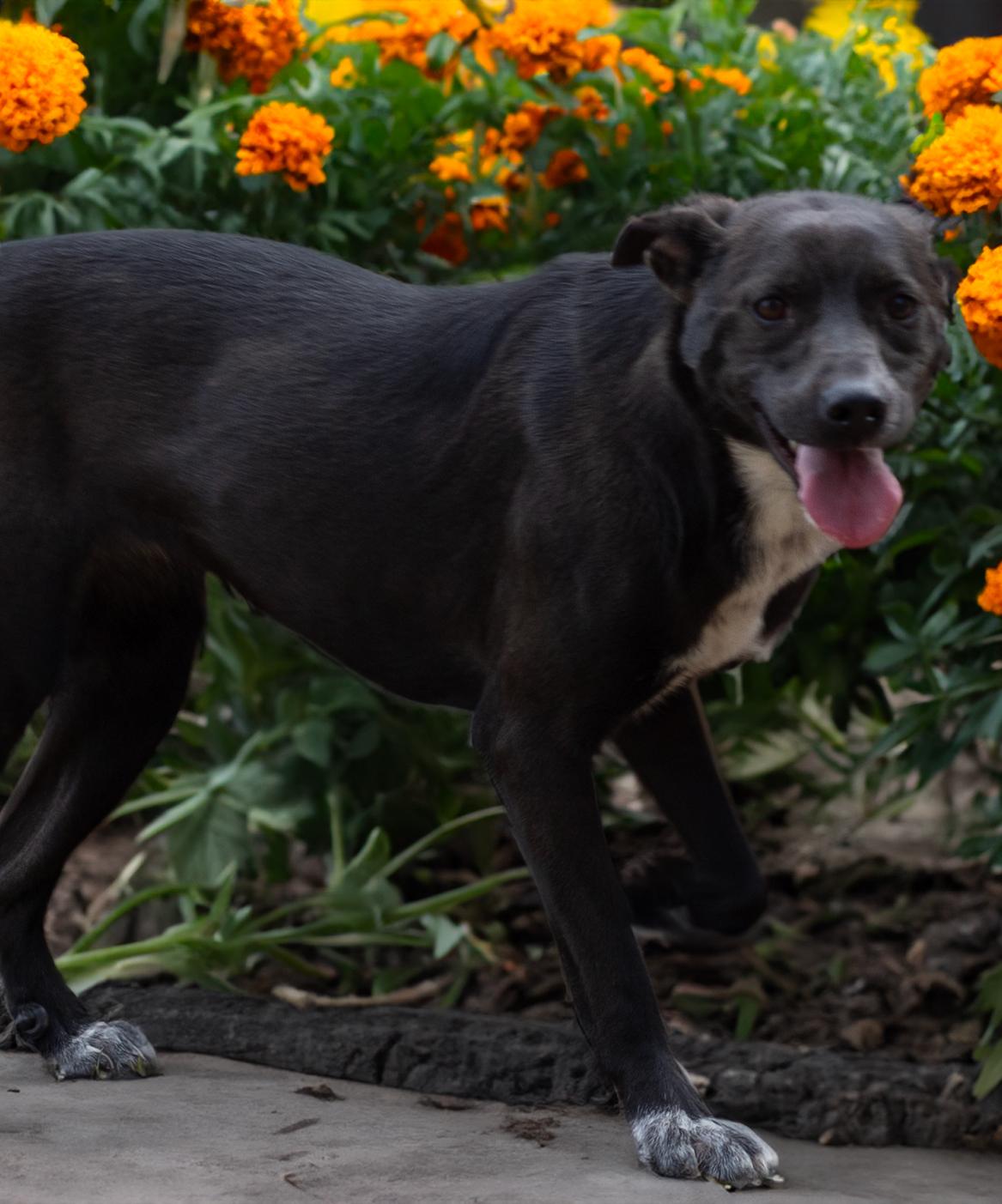 Enlarge Emily, a Adoptable Black Labrador Retriever in Athens, AL image 2/3