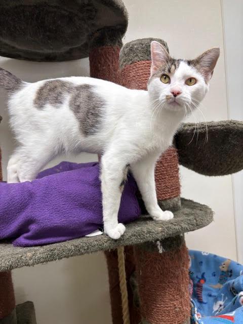 Enlarge Angus, a Adoptable mixed breed in Centralia, IL image 2/3