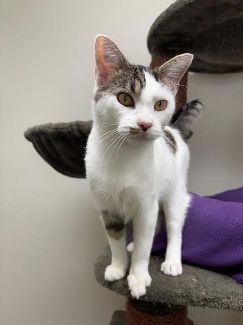 Enlarge Angus, a Adoptable mixed breed in Centralia, IL image 3/3