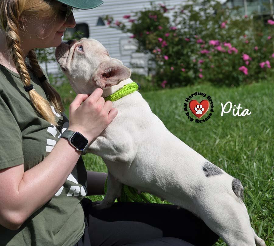 Pita