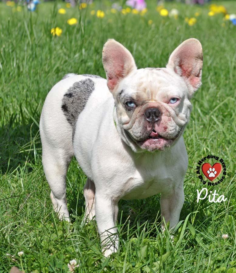 Pita