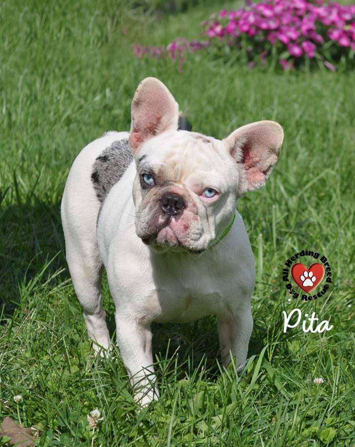 Pita