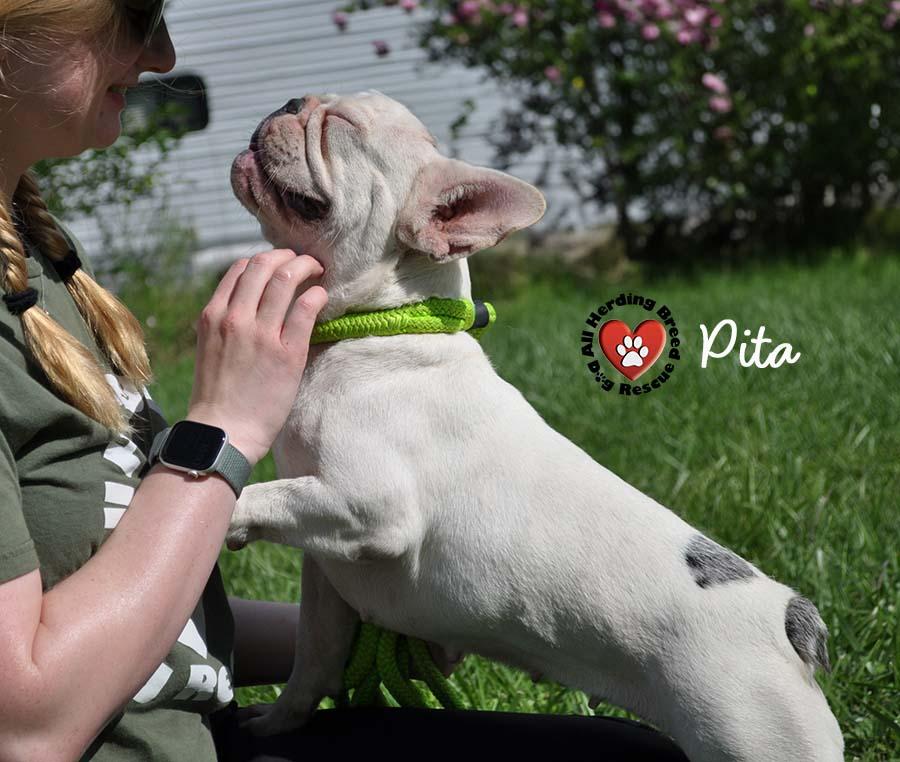 Pita