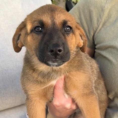 Enlarge Ricotta, a Adopted mixed breed in Sunnyvale, CA image 1/1