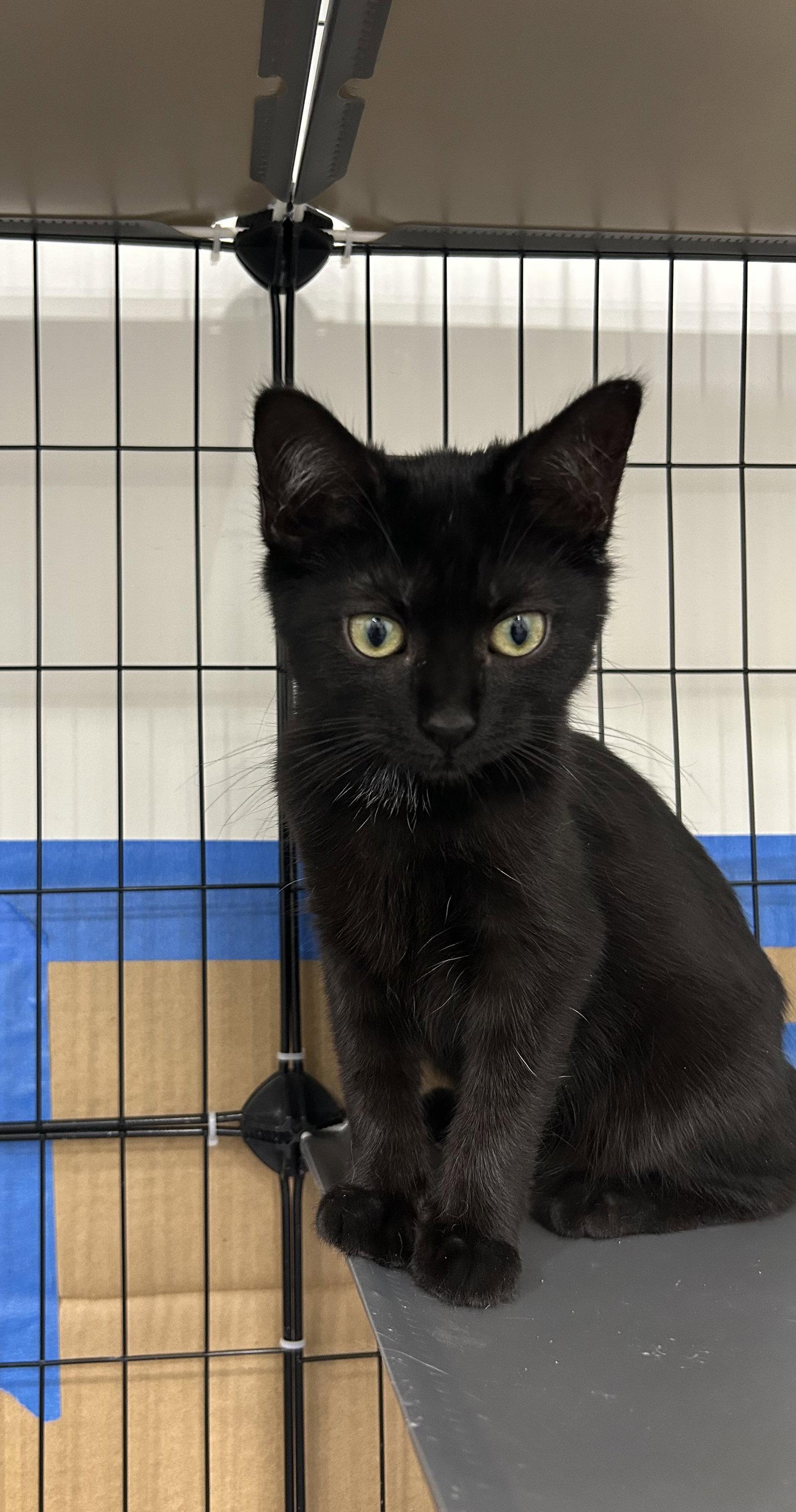 Enlarge Tiramisu, a Adopted Domestic Short Hair in Columbia, SC image 1/2