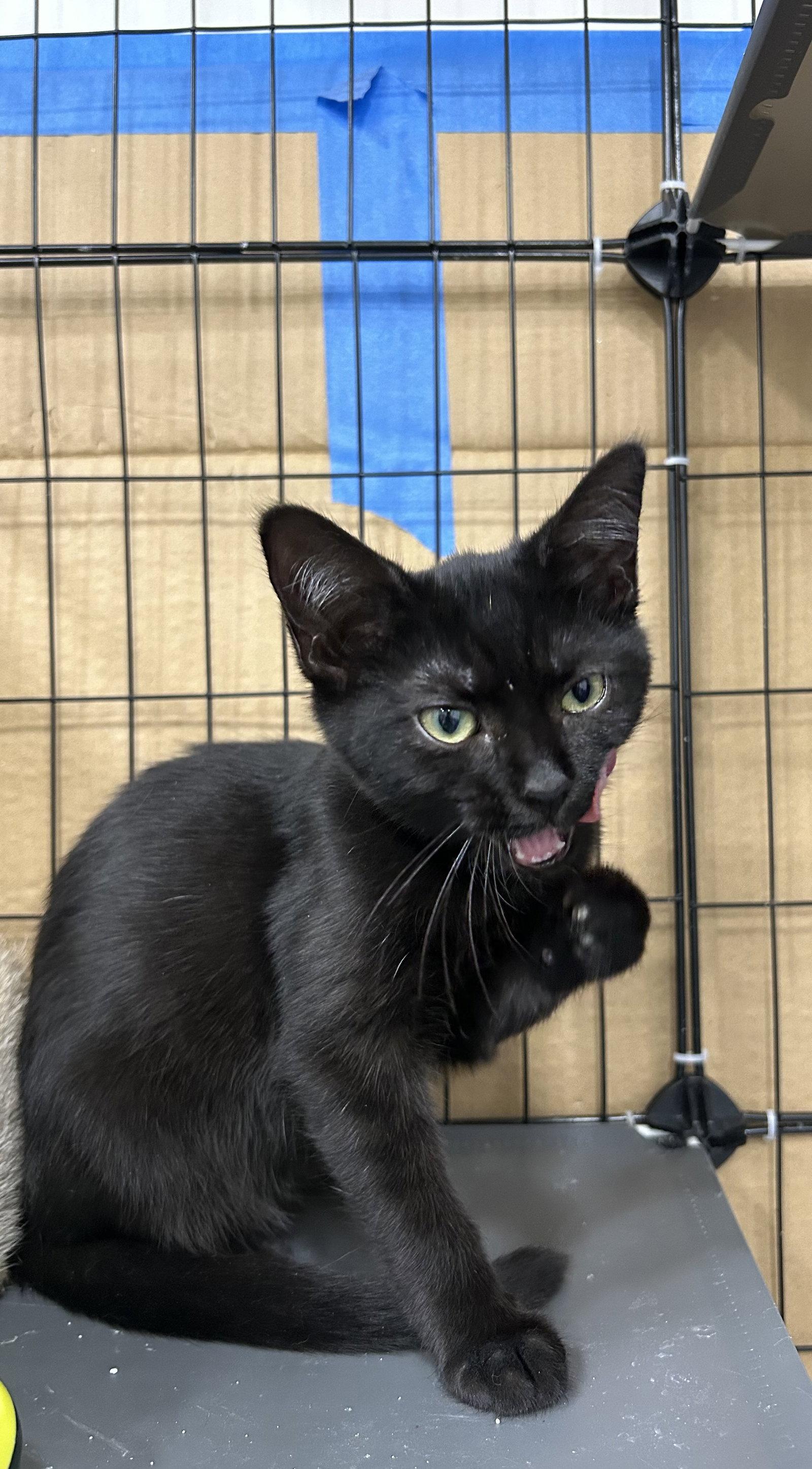 Enlarge Tiramisu, a Adopted Domestic Short Hair in Columbia, SC image 2/2