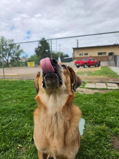 Otter, Adoptable, Young Male Shepherd & Mixed Breed.