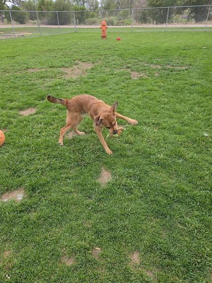 Otter, a Adoptable mixed breed in Scottsbluff, NE image 2/3