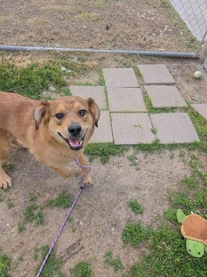 Otter, a Adoptable mixed breed in Scottsbluff, NE image 3/3