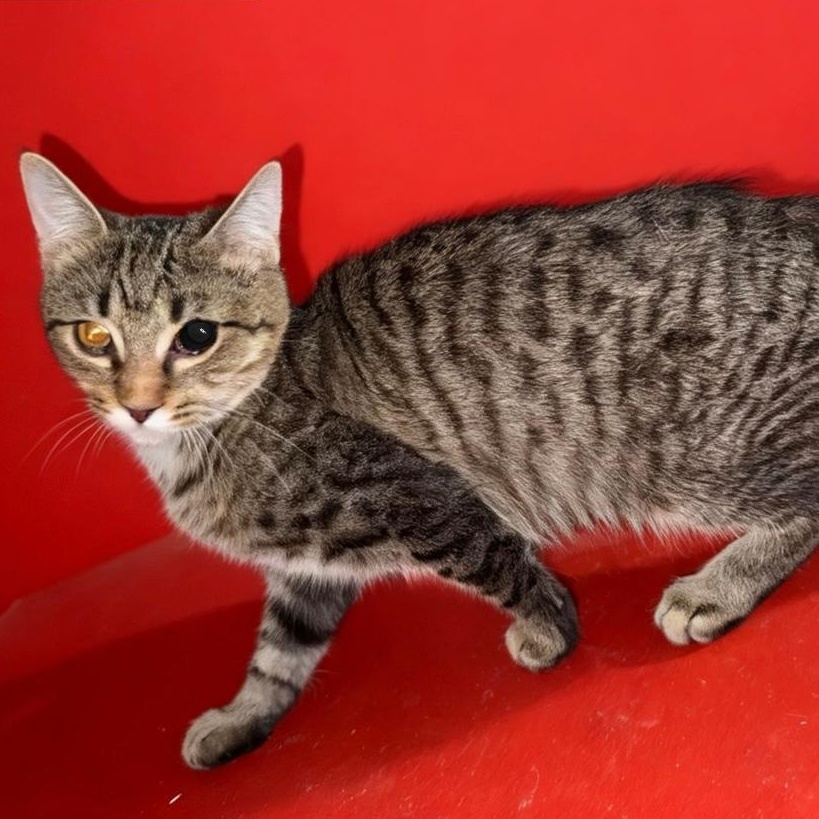 ELLA, ADOPTABLE, Young Female Domestic Short Hair.