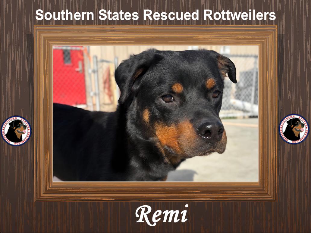 Remi, ADOPTABLE, Young Female Rottweiler.