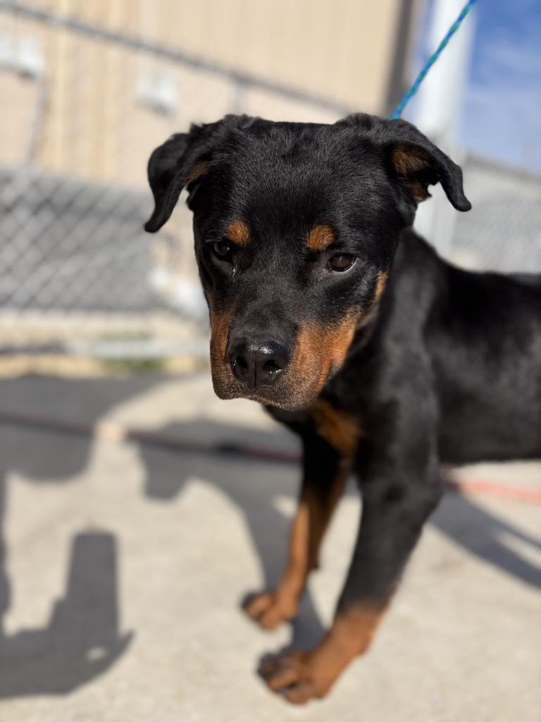 Remi, a ADOPTABLE mixed breed in Tallahassee, FL image 2/5