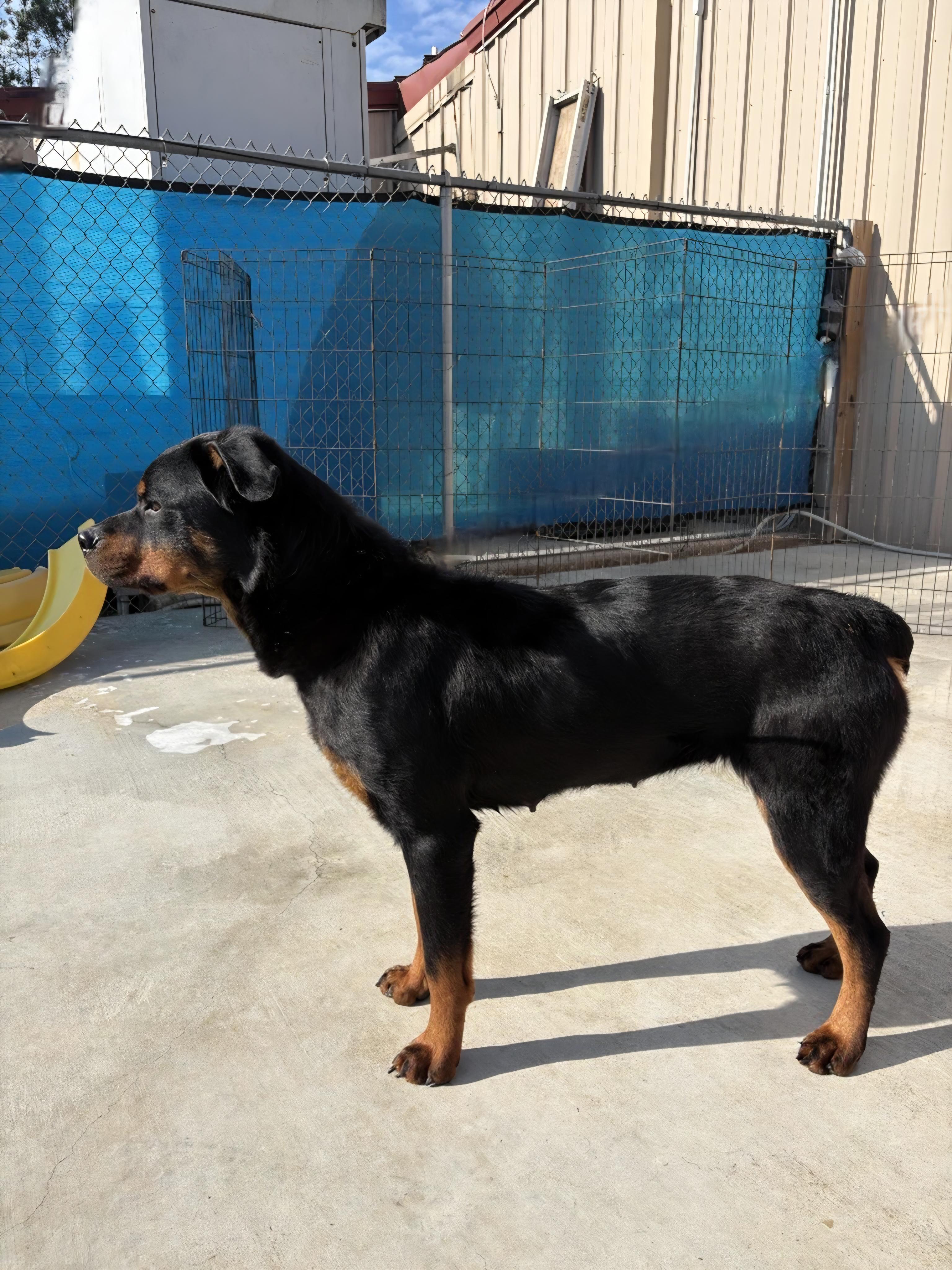 Remi, a ADOPTABLE mixed breed in Tallahassee, FL image 3/5
