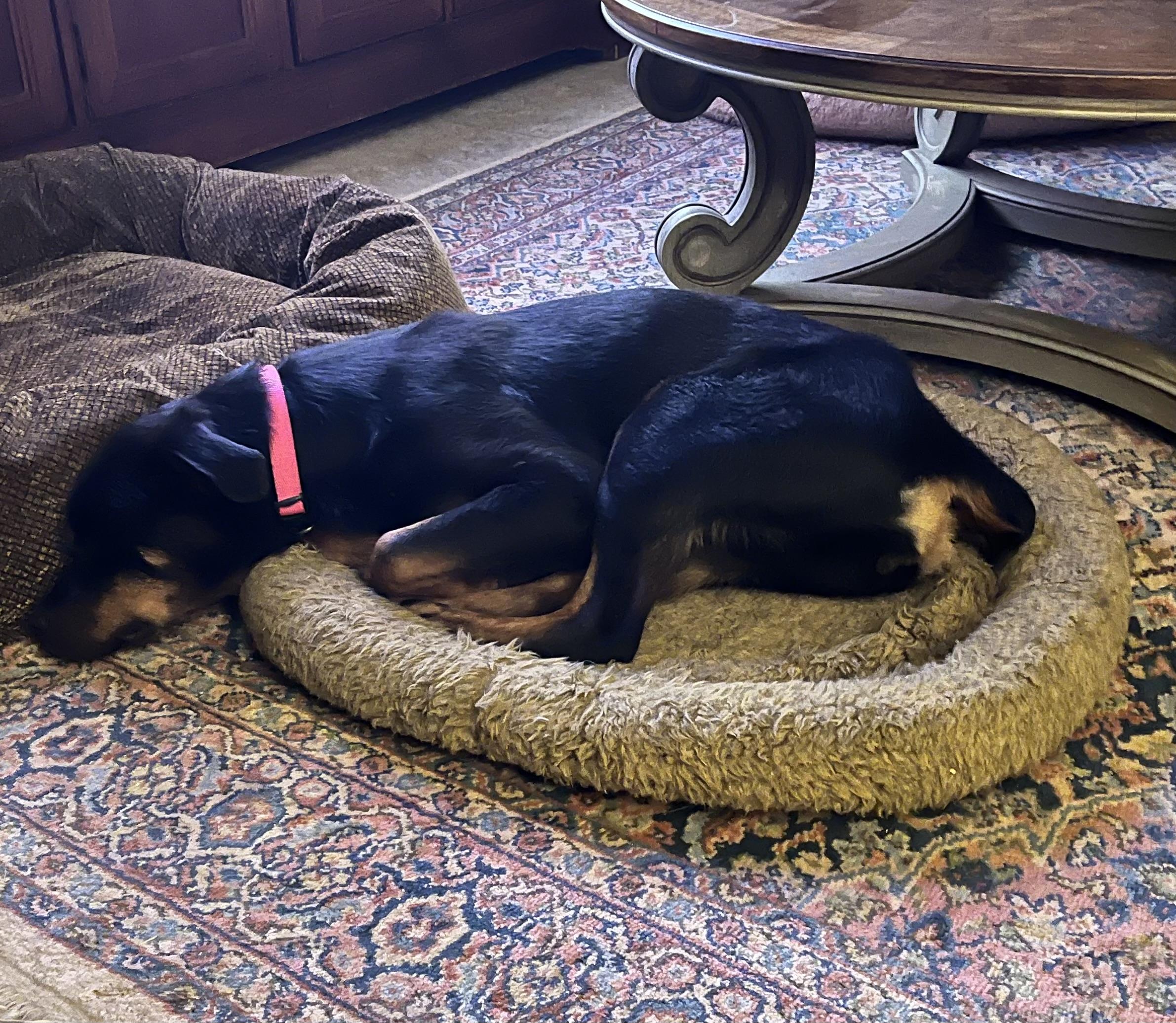 Remi, a ADOPTABLE mixed breed in Tallahassee, FL image 4/5