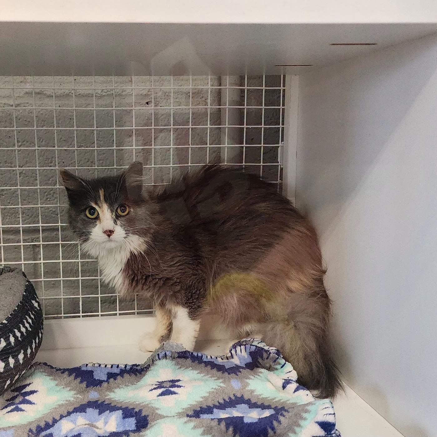 Buttercup, ADOPTABLE, Adult Female Domestic Long Hair.