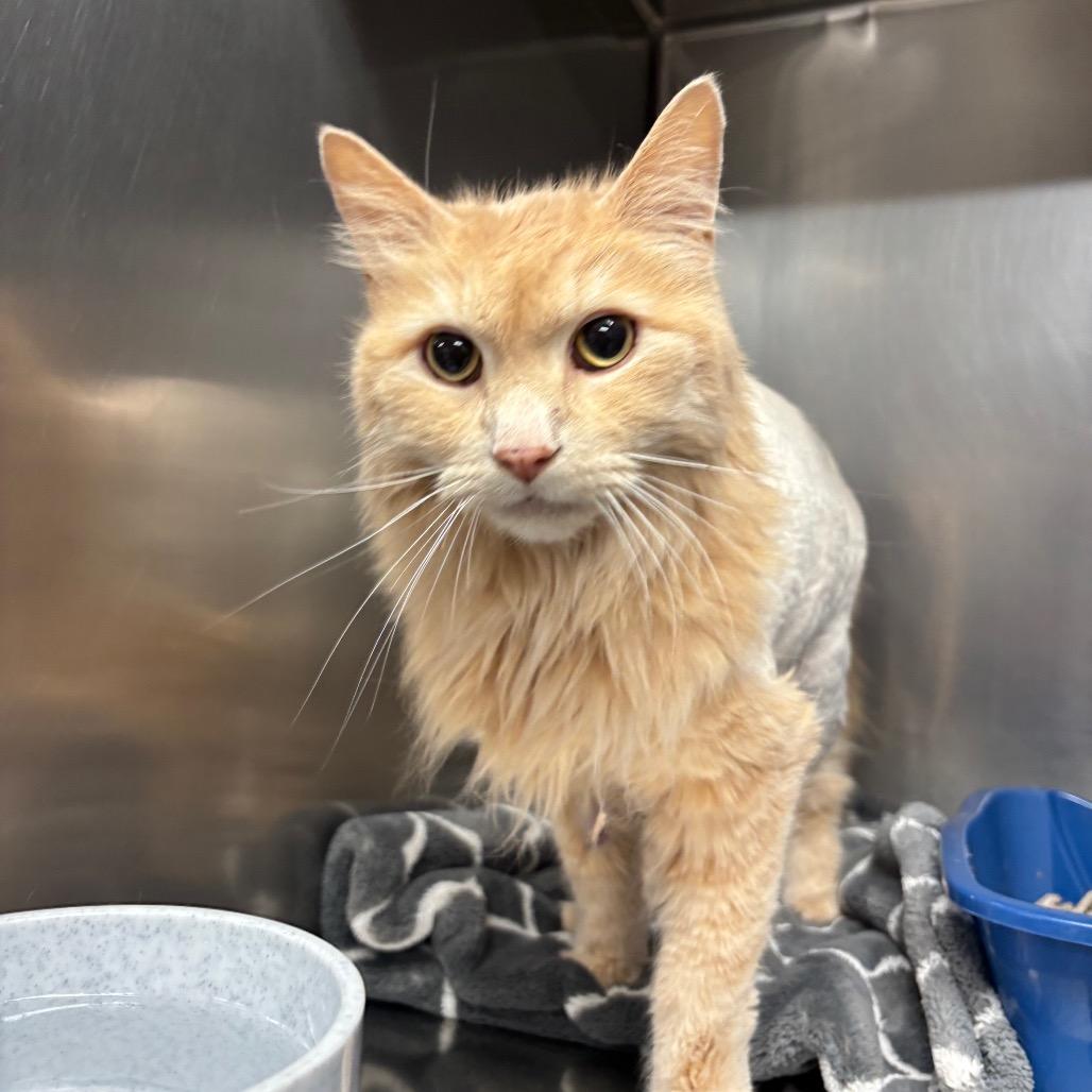 Enlarge Butch, a Adoptable Domestic Long Hair in Spokane, WA image 1/4