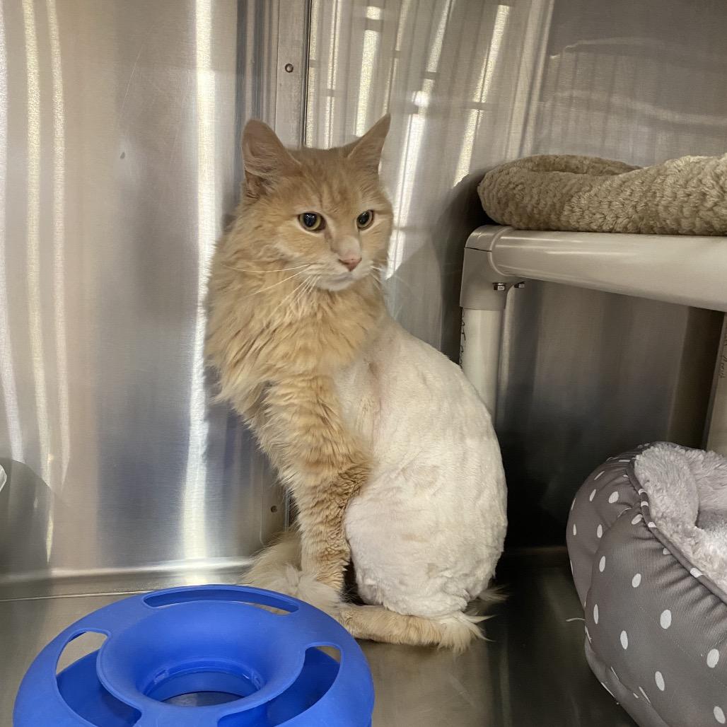 Enlarge Butch, a Adoptable Domestic Long Hair in Spokane, WA image 3/4