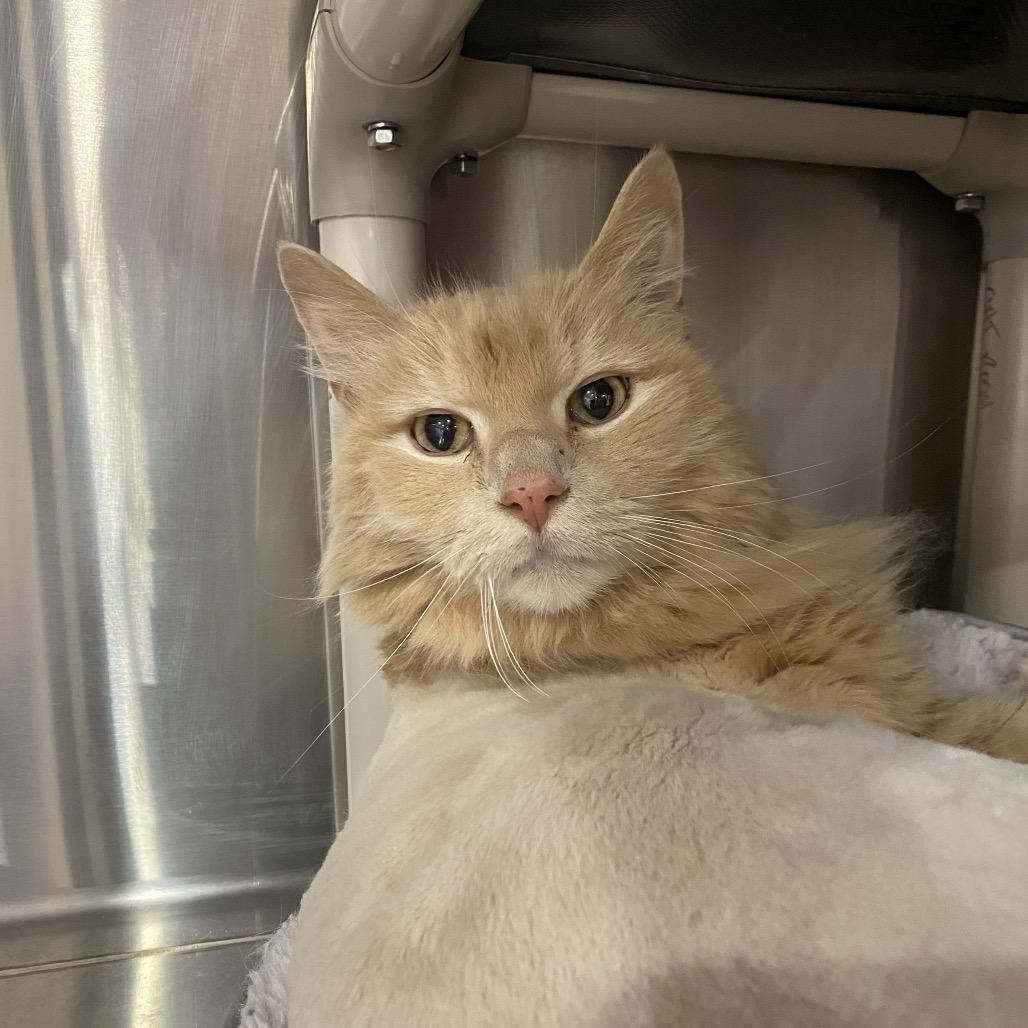 Enlarge Butch, a Adoptable Domestic Long Hair in Spokane, WA image 4/4