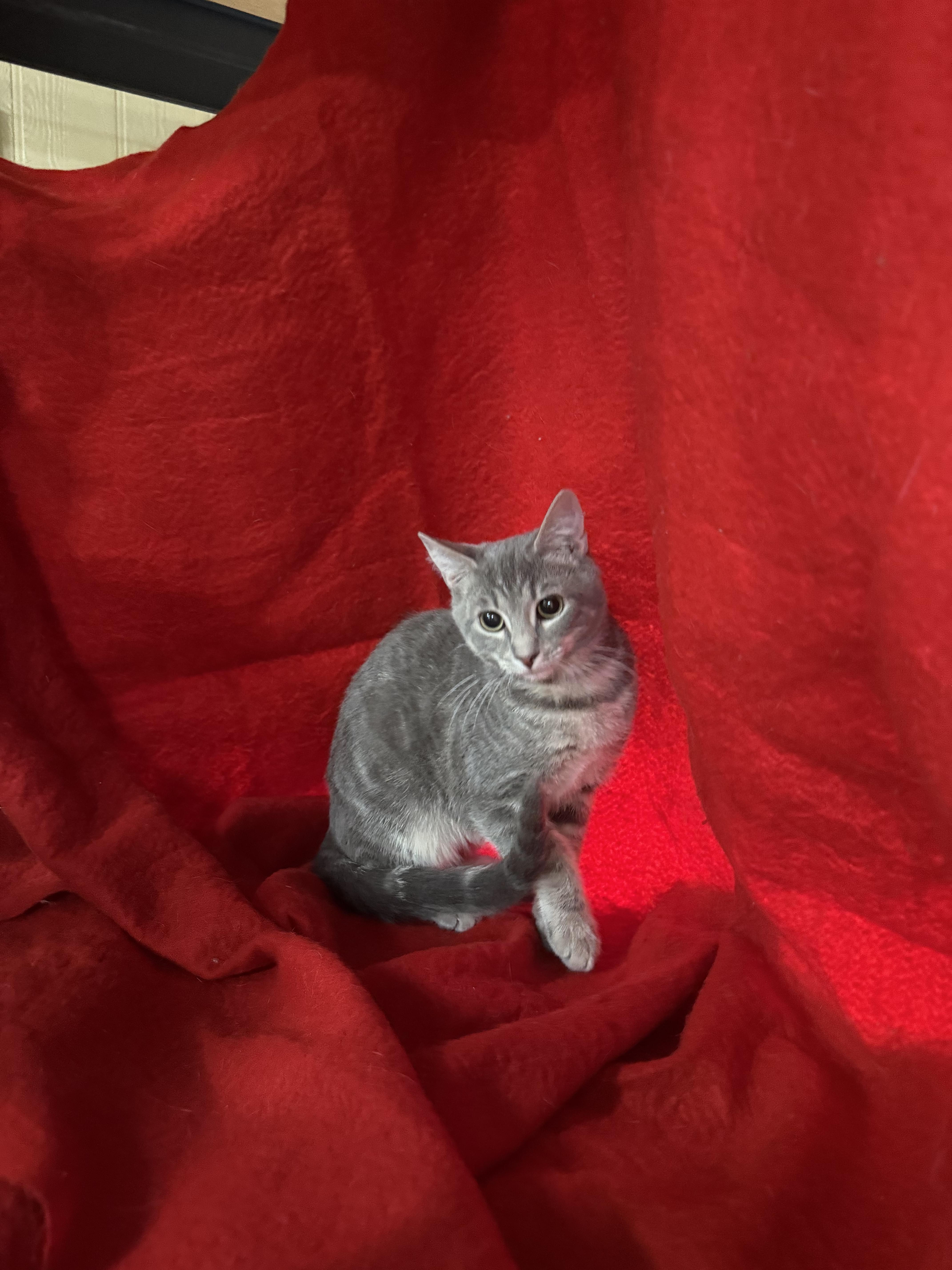 Enlarge Jellybean, a Adoptable mixed breed in Columbus, GA image 1/1