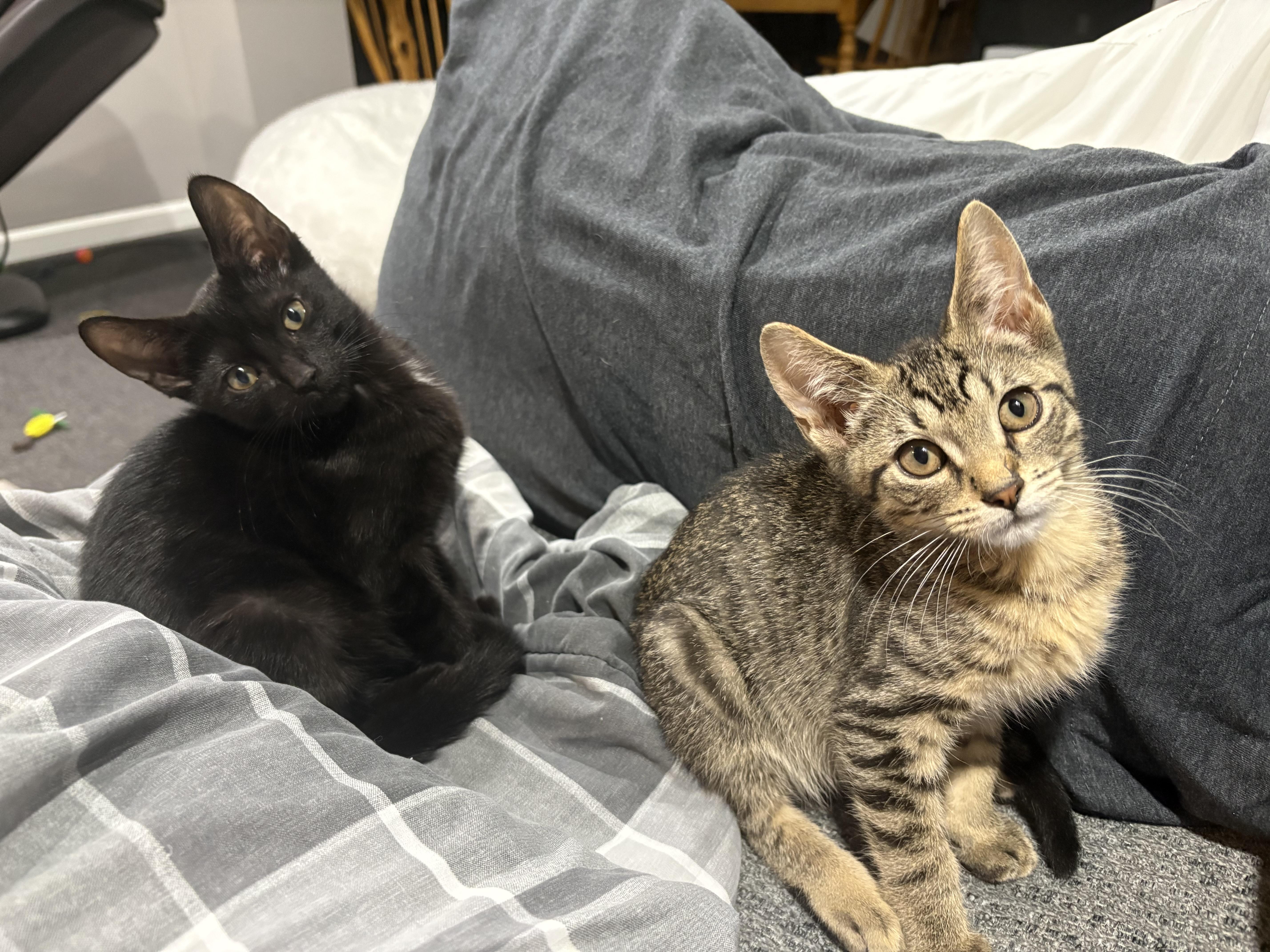 Stoney and Lexi, adopted, Kitten Male Tabby.