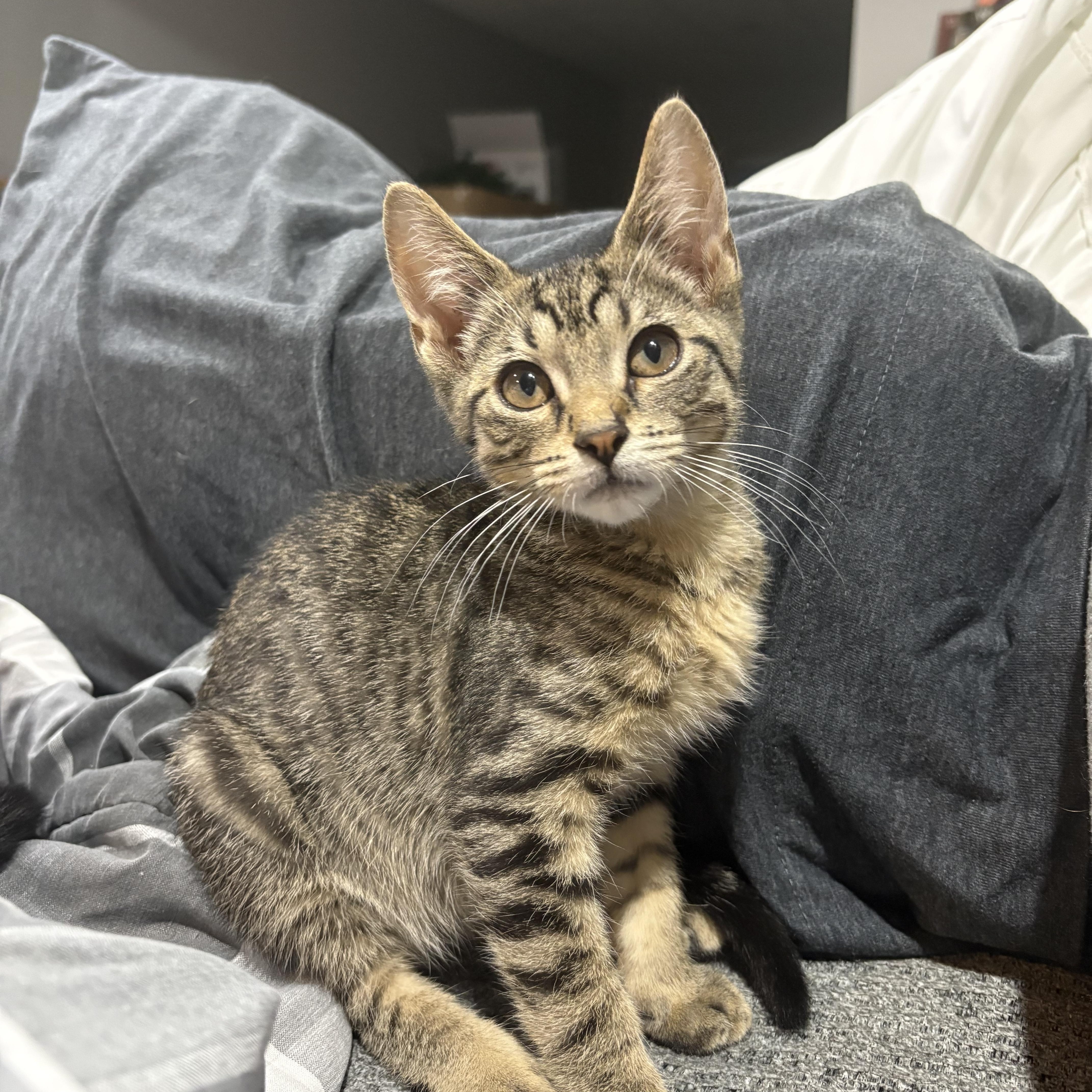 Enlarge Stoney and Lexi, an adopted Tabby in Macomb, MI image 2/4