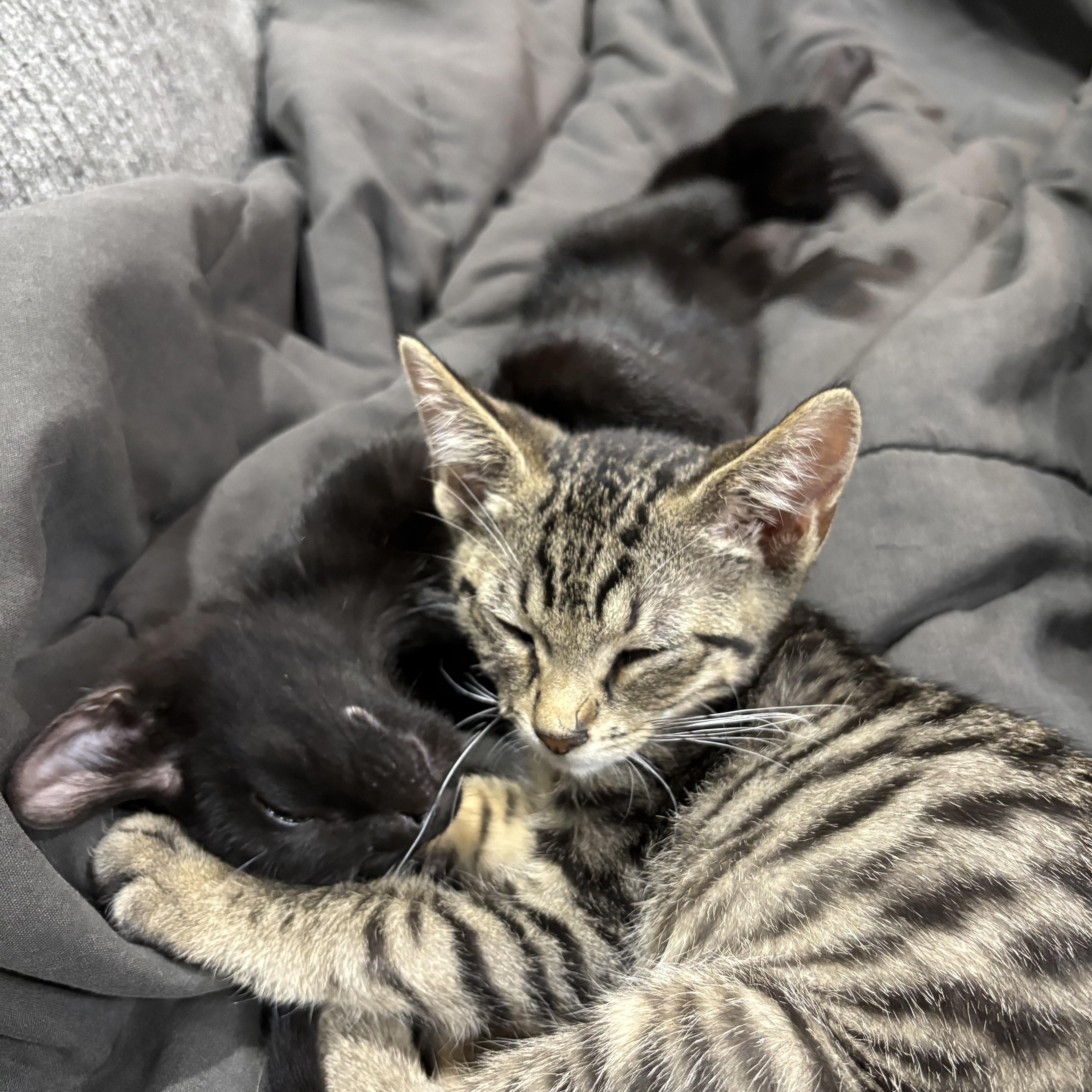 Enlarge Stoney and Lexi, an adopted Tabby in Macomb, MI image 4/4