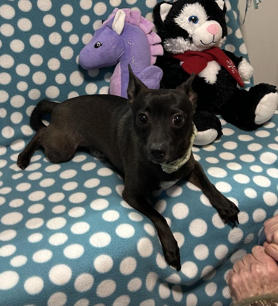 Frisky, Adoptable, Young Male Fox Terrier.