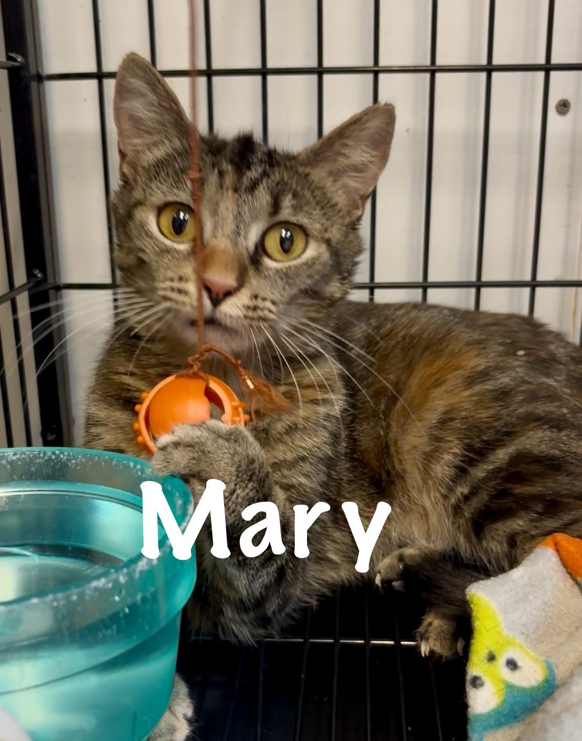 Mary, Adult Female American Shorthair