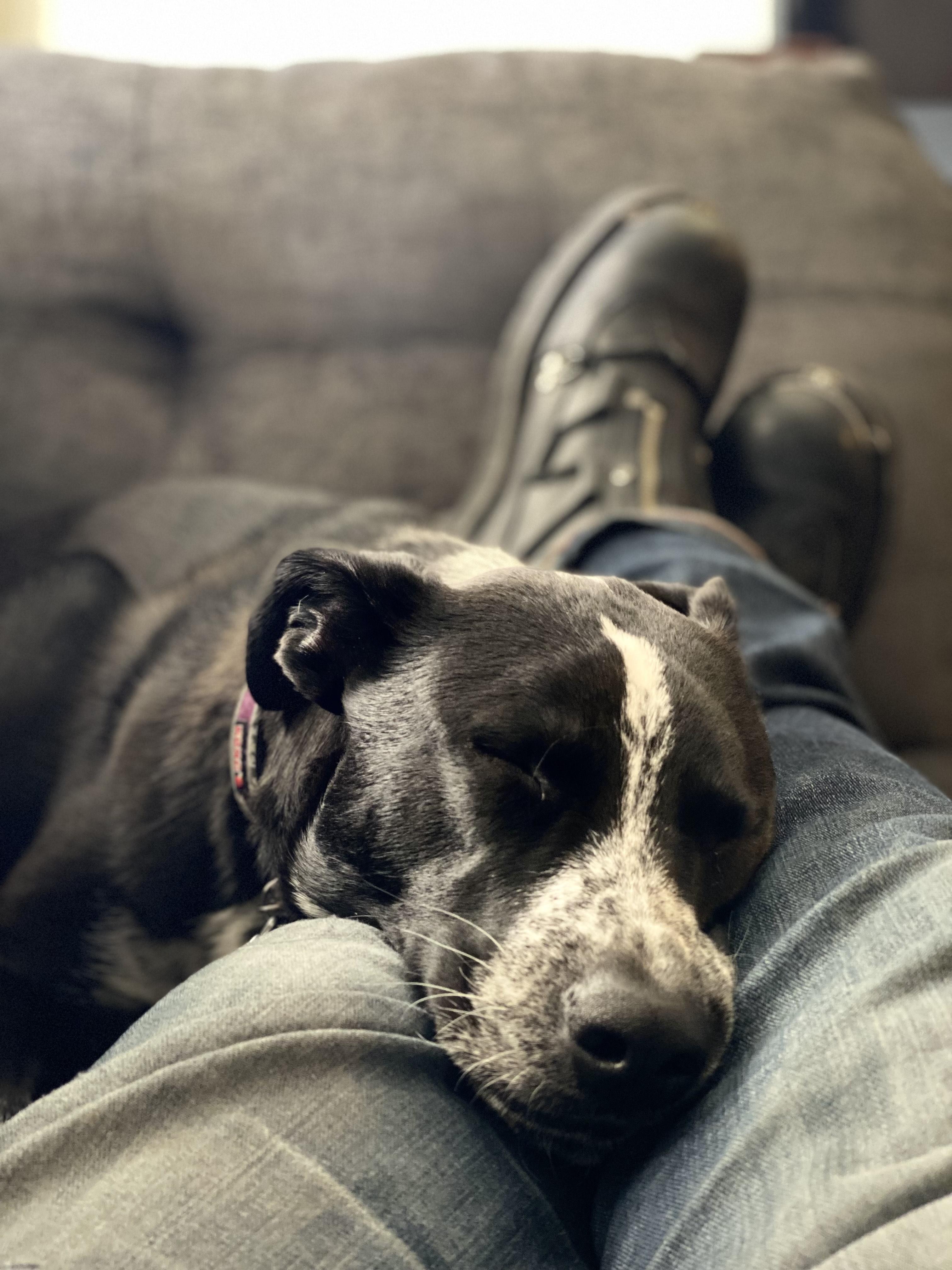 Enlarge Harley, a Adoptable mixed breed in Litchfield Park, AZ image 1/4