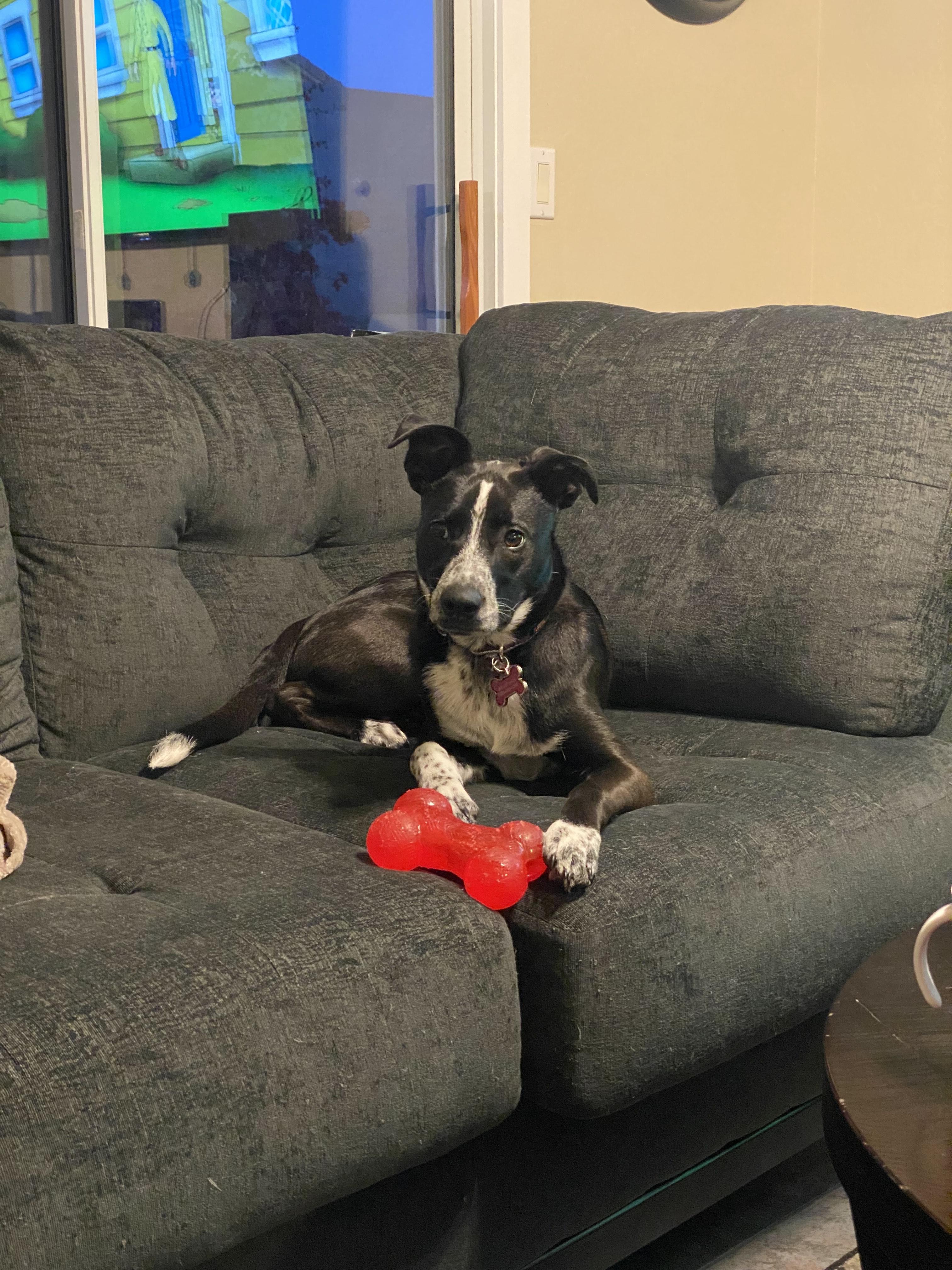 Enlarge Harley, a Adoptable mixed breed in Litchfield Park, AZ image 2/4