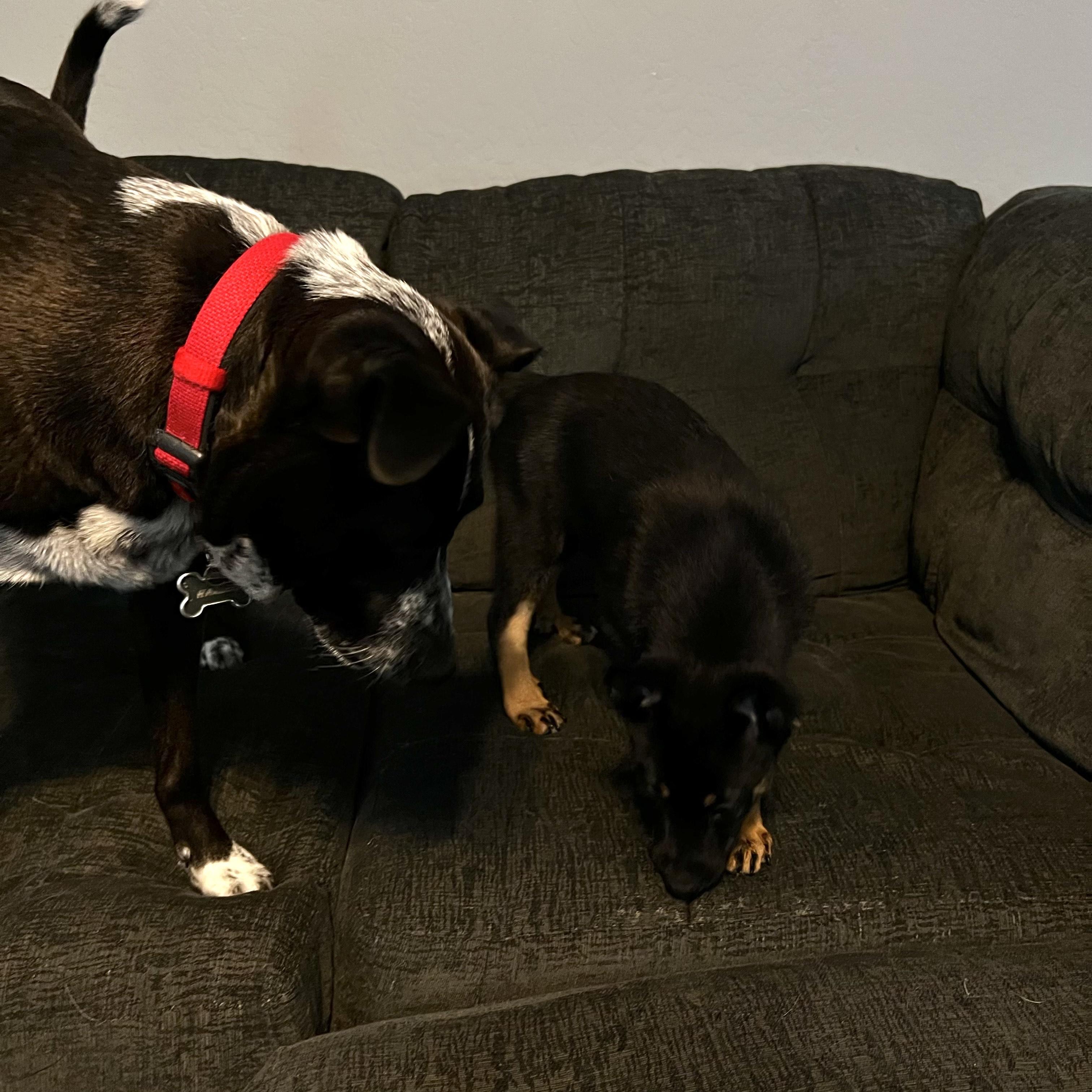 Harley, Adoptable, Adult Female Border Collie.