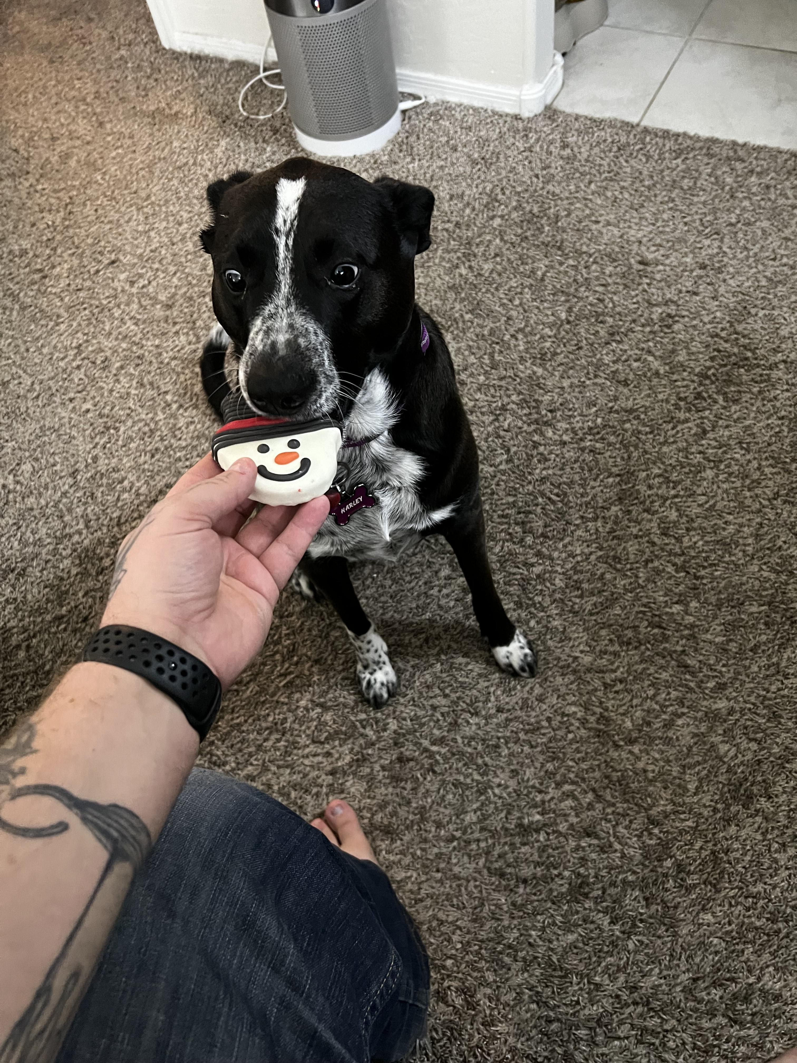 Enlarge Harley, a Adoptable mixed breed in Litchfield Park, AZ image 4/4