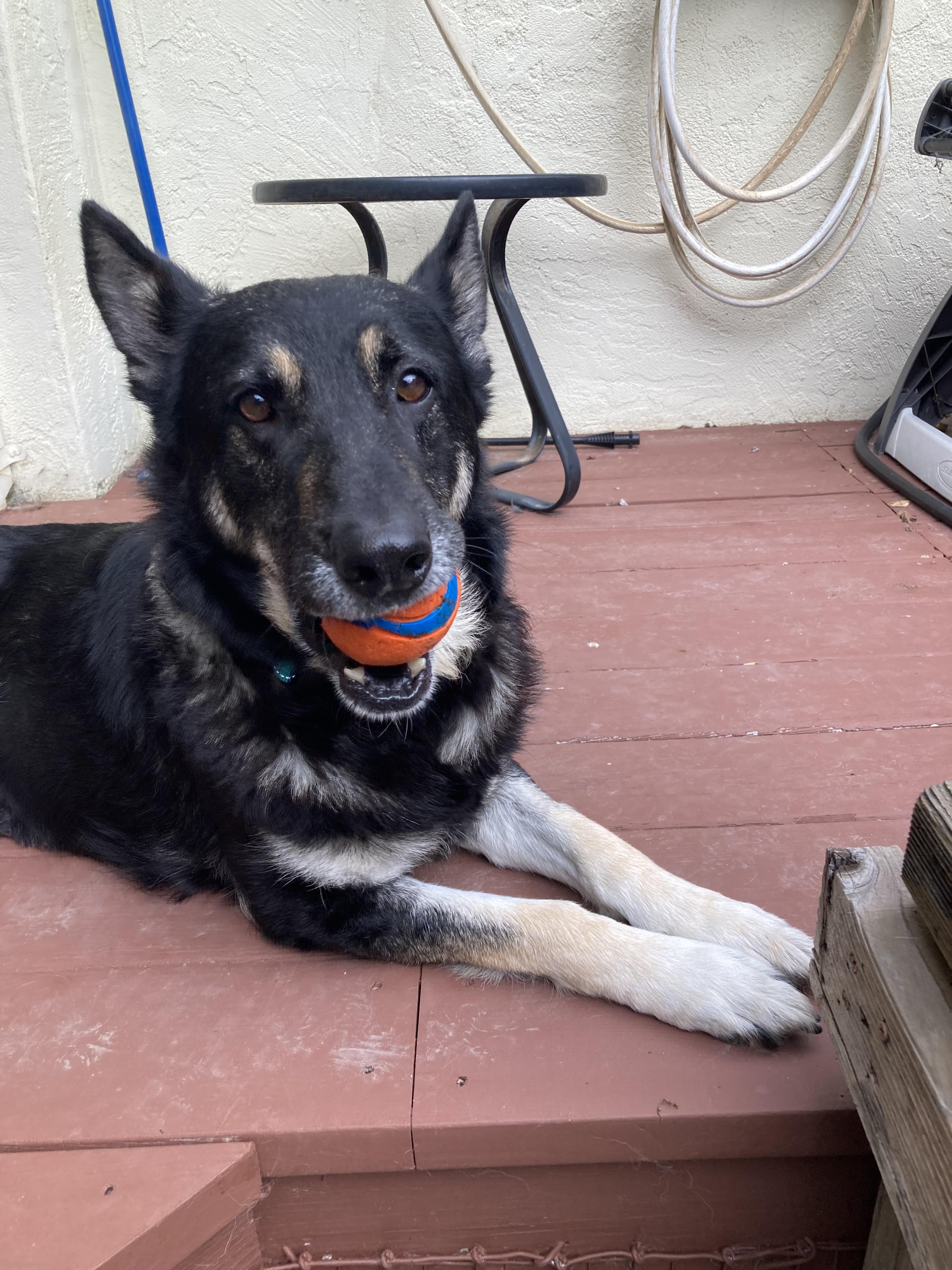 Lainey, ADOPTABLE, Senior Female German Shepherd Dog.