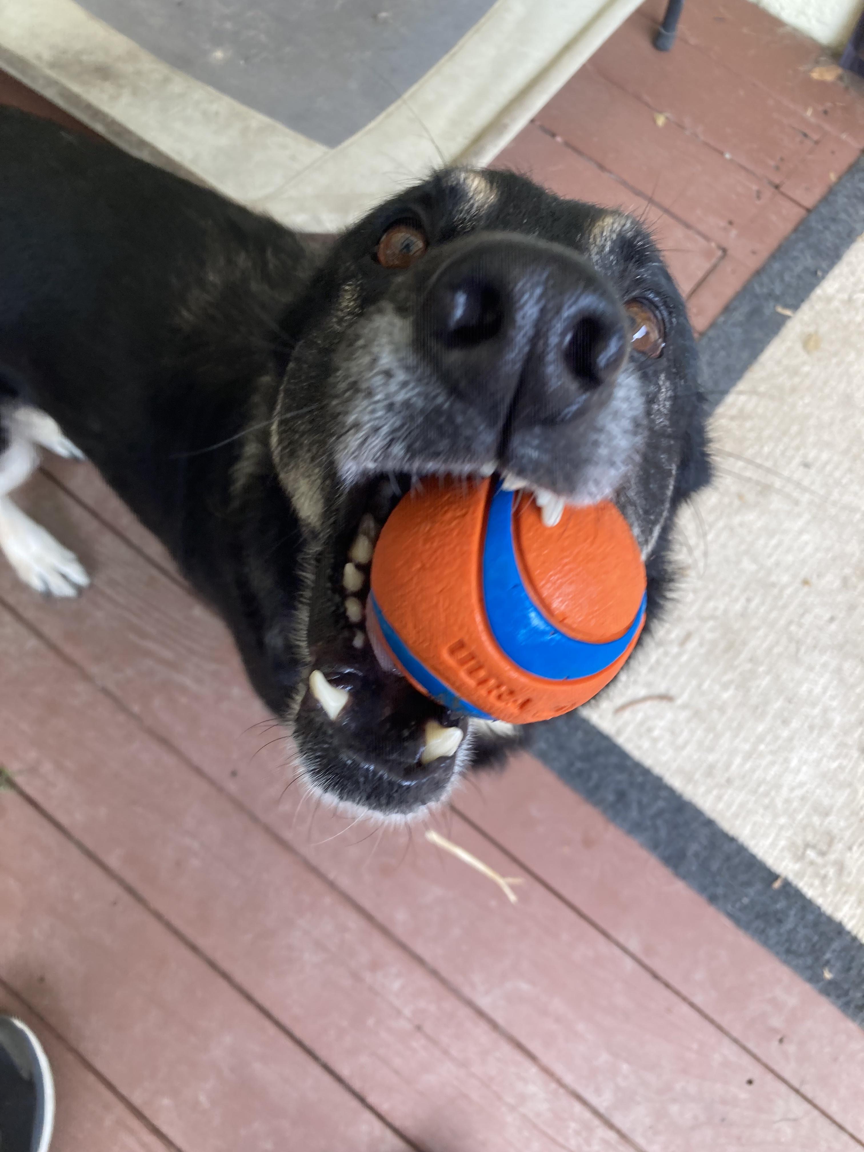 Enlarge Lainey, a ADOPTABLE German Shepherd Dog in Petaluma, CA image 2/3
