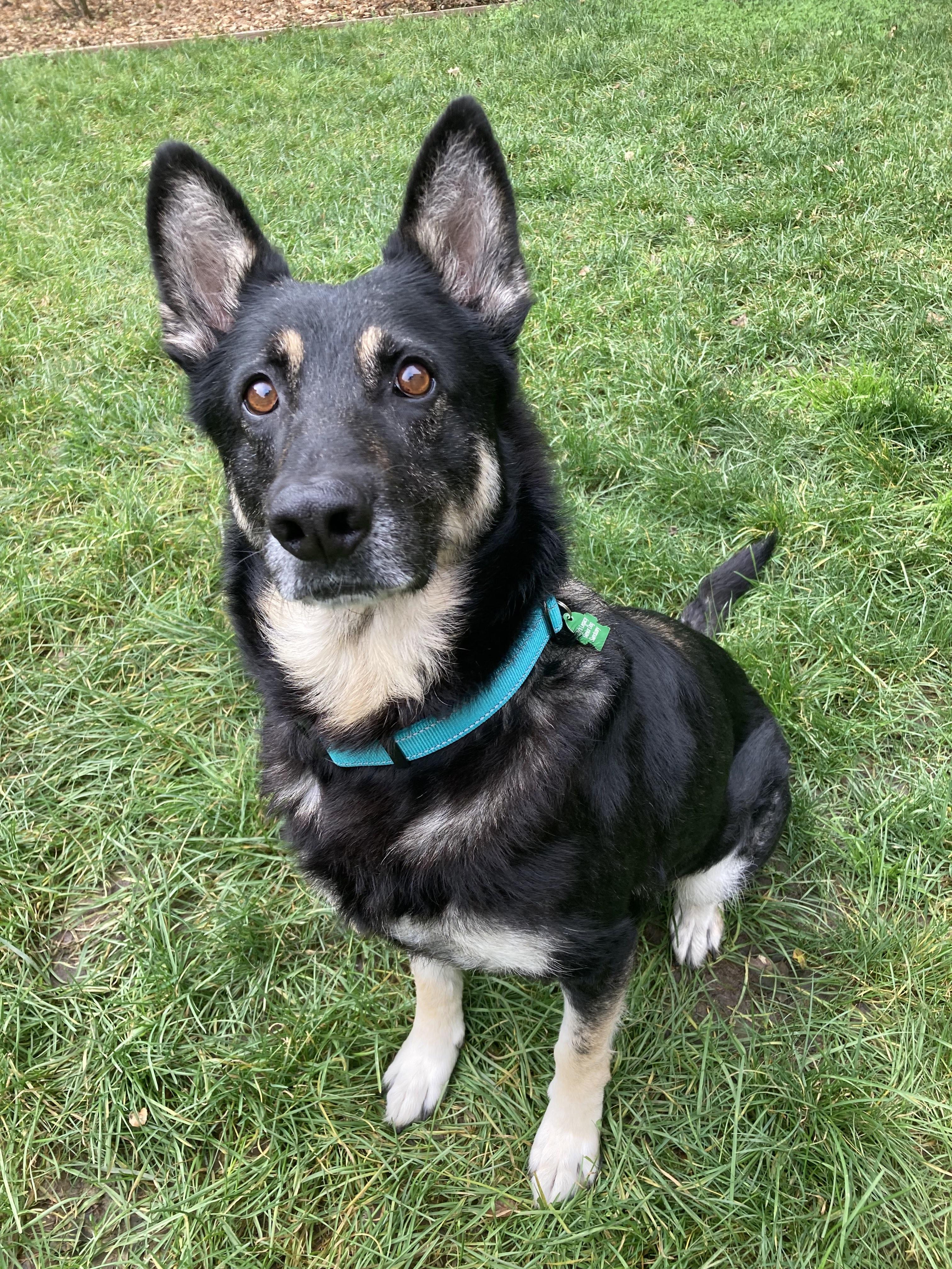 Enlarge Lainey, a ADOPTABLE German Shepherd Dog in Petaluma, CA image 3/3