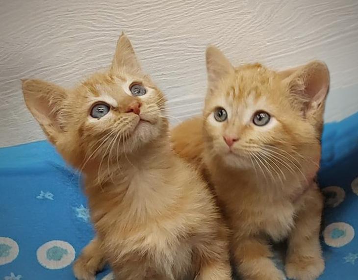 Sugar Baby & Snickers, ADOPTABLE, Kitten Male Tabby.