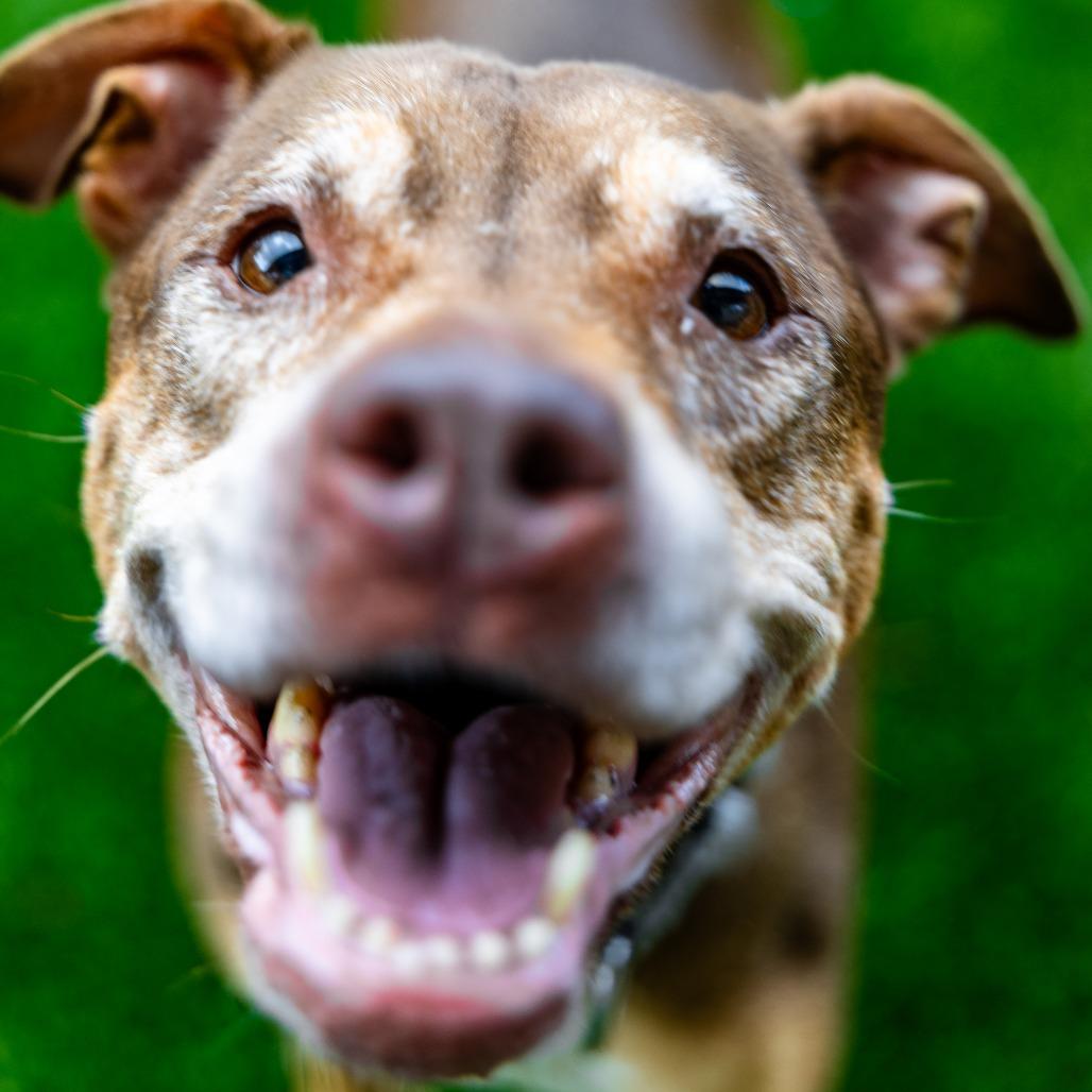 Enlarge Princess, a Adoptable mixed breed in Naperville, IL image 2/6