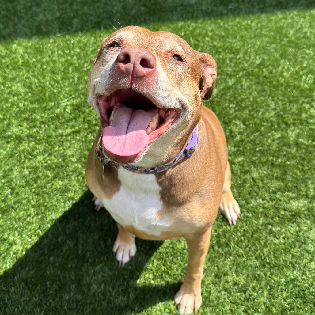 Princess, Adoptable, Senior Female Hound & Mixed Breed.