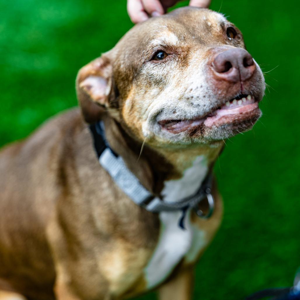 Princess, Adoptable, Senior Female Hound.