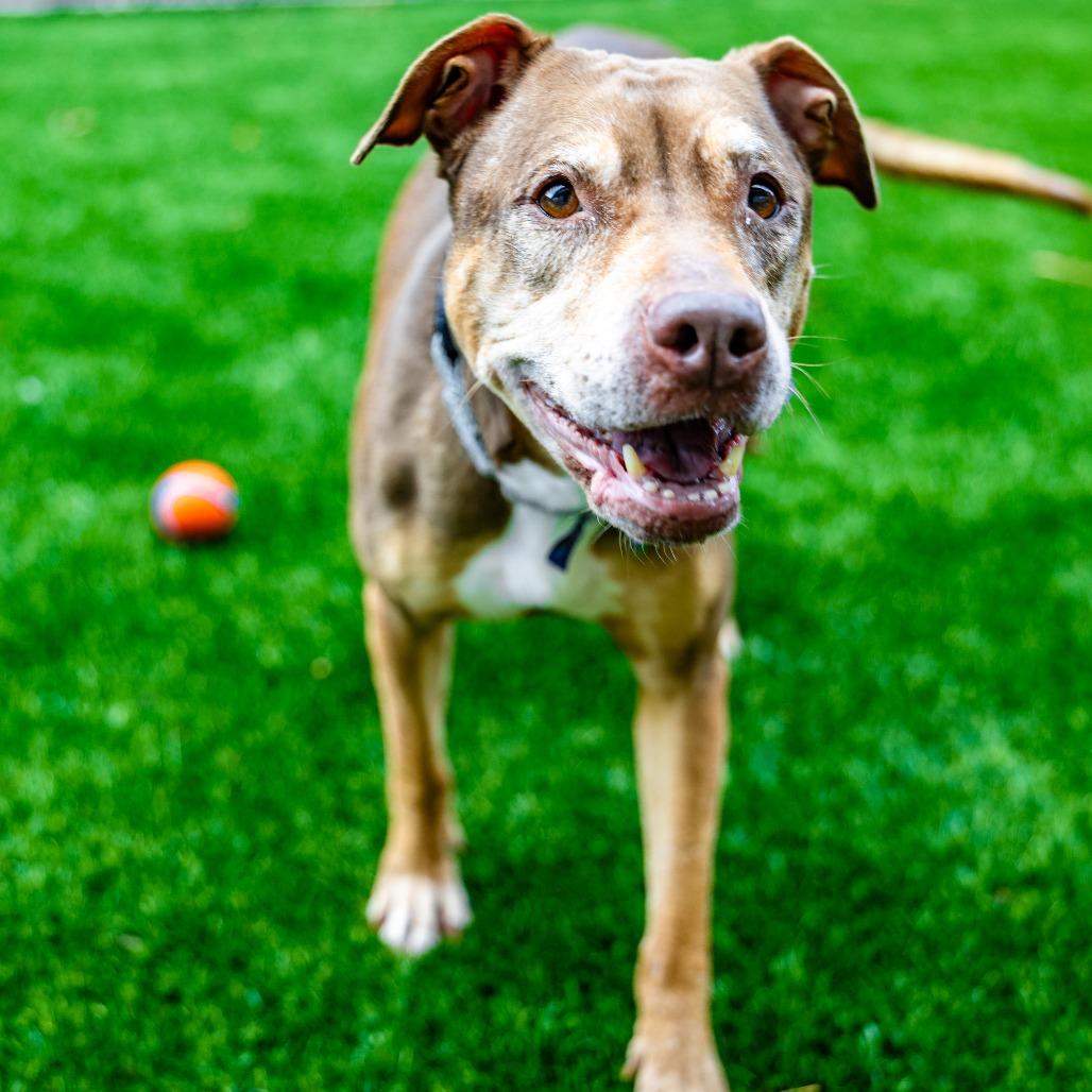 Princess, Adoptable, Senior Female Hound.