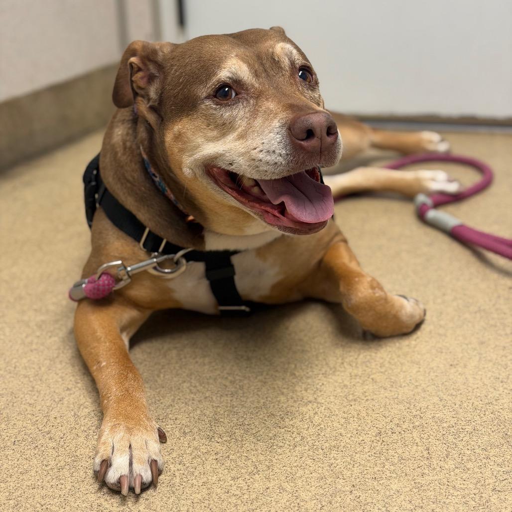 Enlarge Princess, a Adoptable mixed breed in Naperville, IL image 3/6