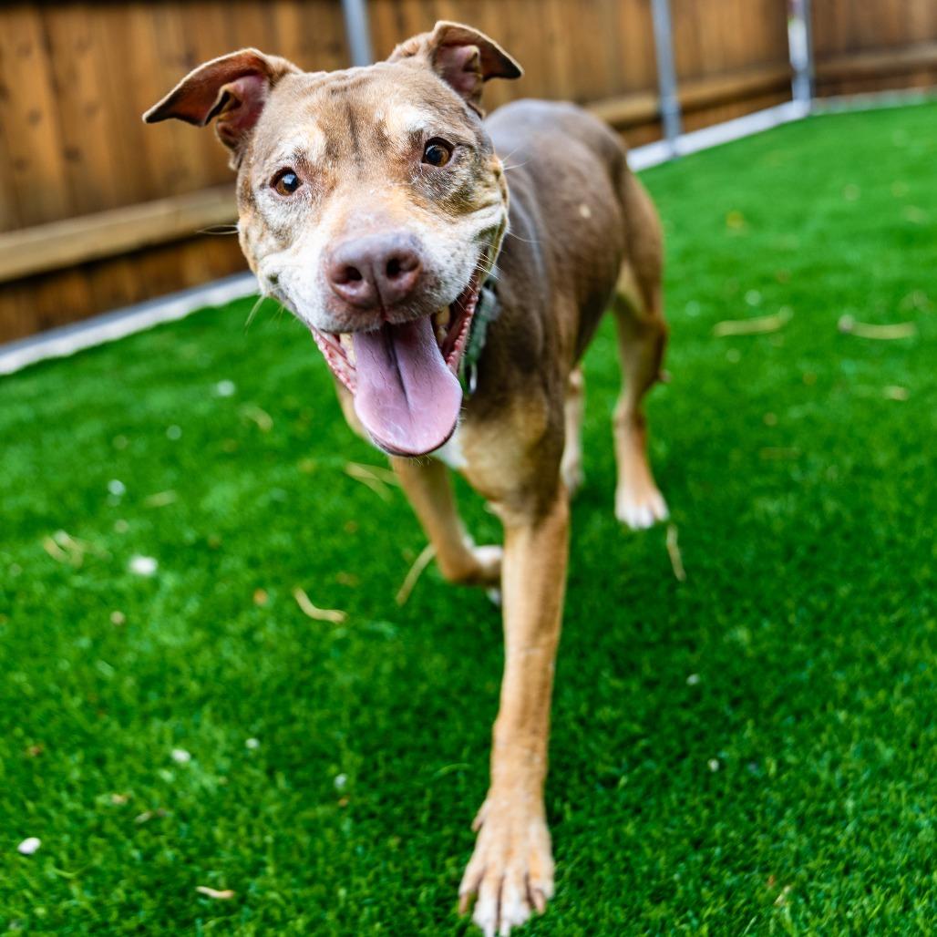Princess, a Adoptable mixed breed in Naperville, IL image 3/6