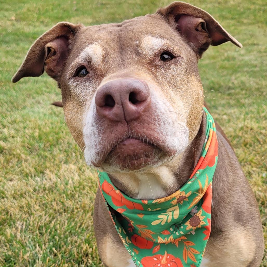Enlarge Princess, a Adoptable mixed breed in Naperville, IL image 3/6