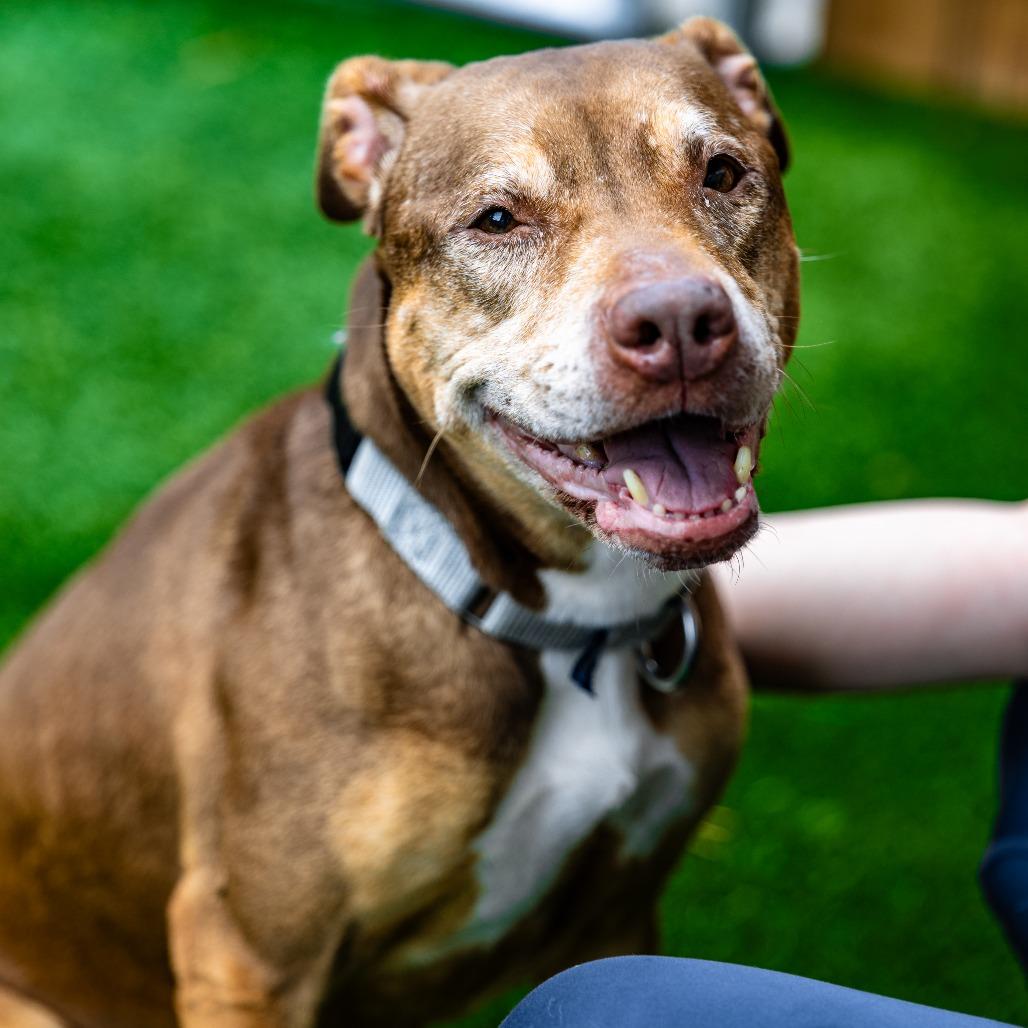 Enlarge Princess, a Adoptable mixed breed in Naperville, IL image 4/6