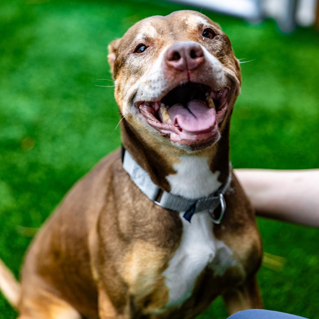 Princess, a Adoptable mixed breed in Naperville, IL image 4/6