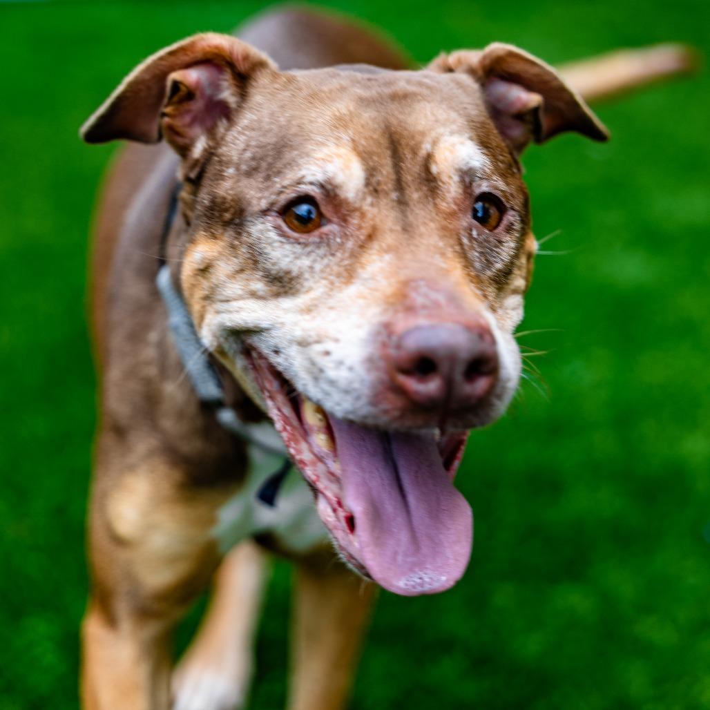 Enlarge Princess, a Adoptable mixed breed in Naperville, IL image 4/6